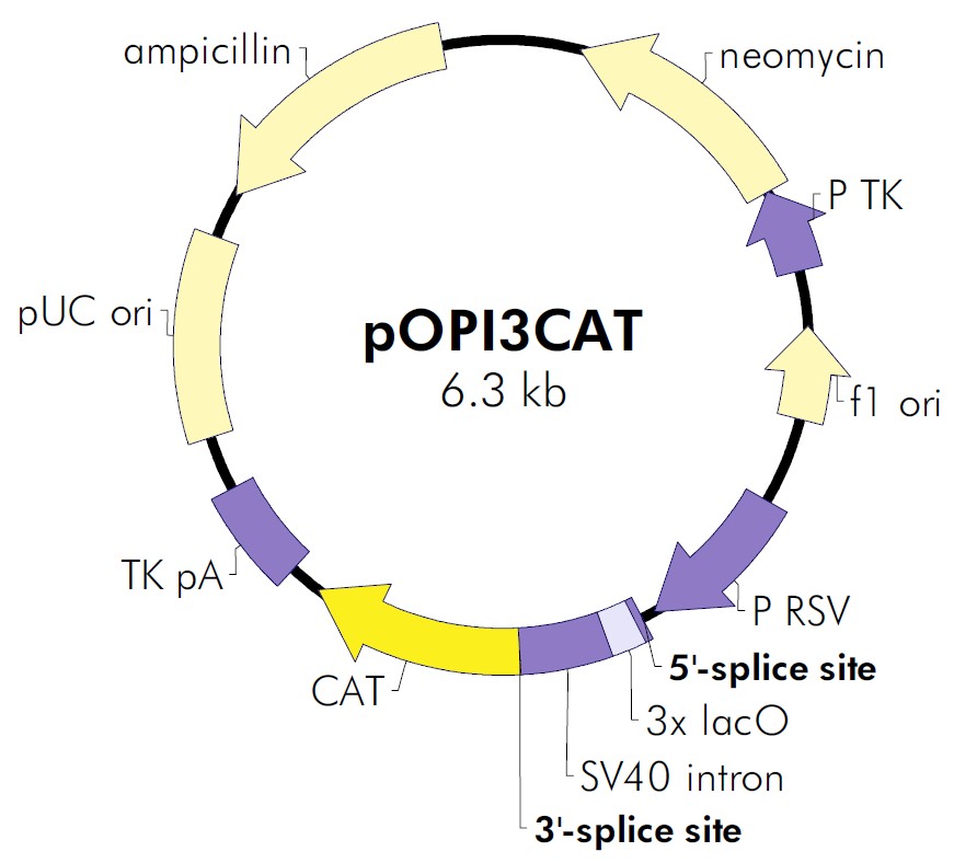 pOPI3CAT载体图谱