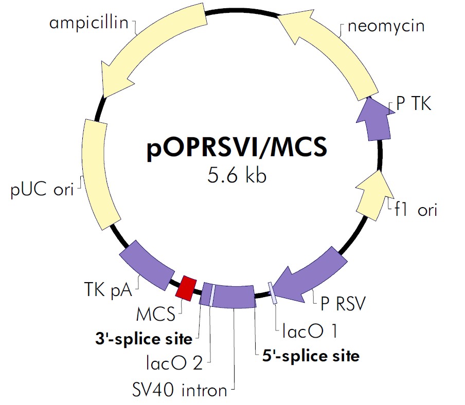 pOPRSVI载体图谱
