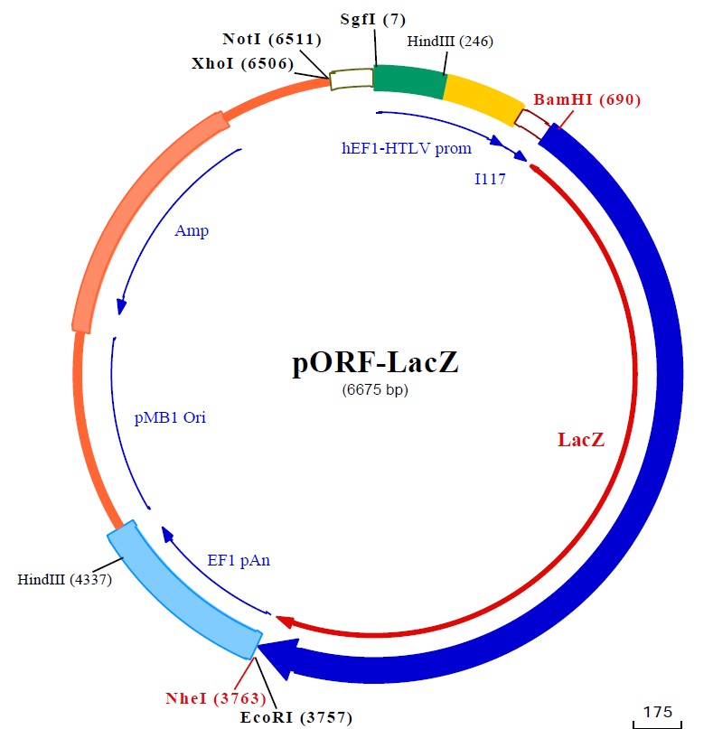 pORF-lacZ载体图谱