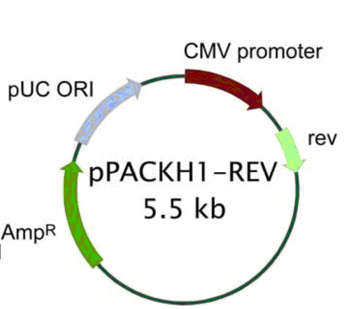 pPACKH1-REV载体图谱