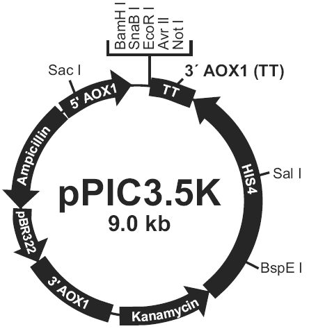 pPIC3.5K载体图谱