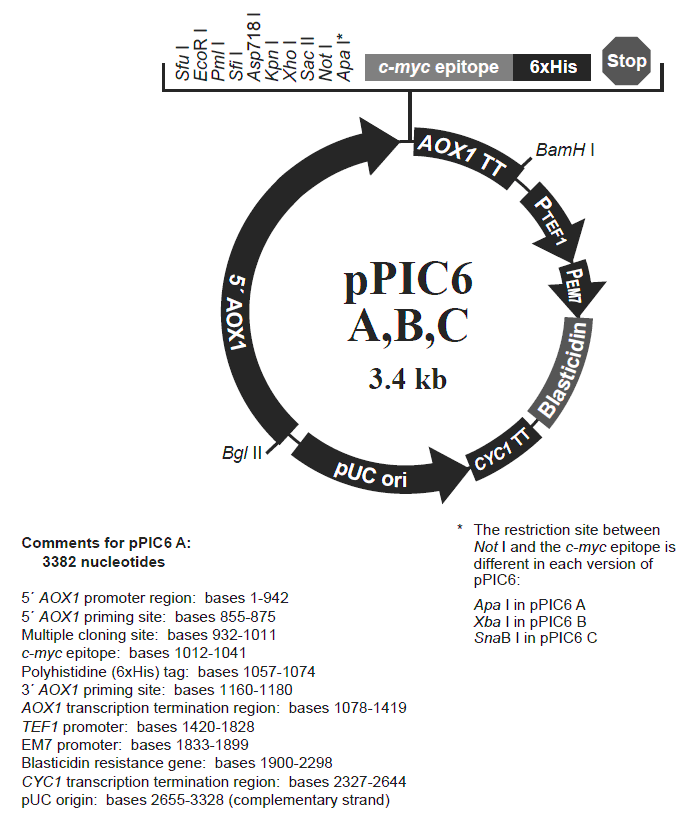 pPIC6 C载体图谱