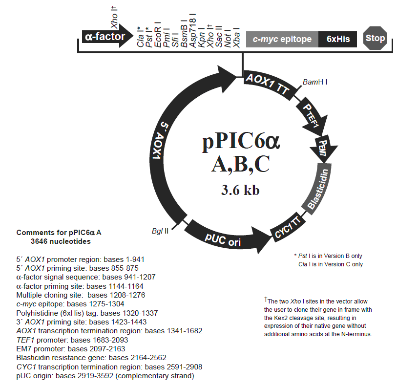 pPIC6αA載體圖譜