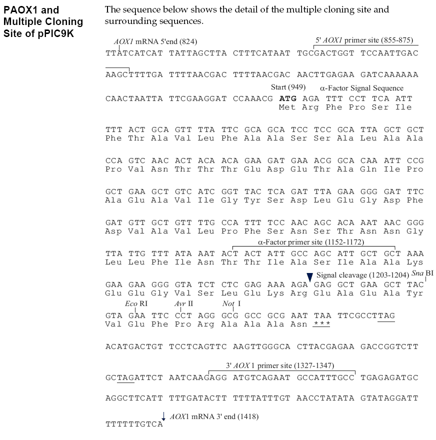 pPIC9K多克隆位点