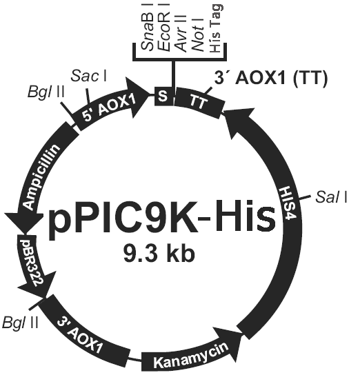 pPIC9K-His载体图谱