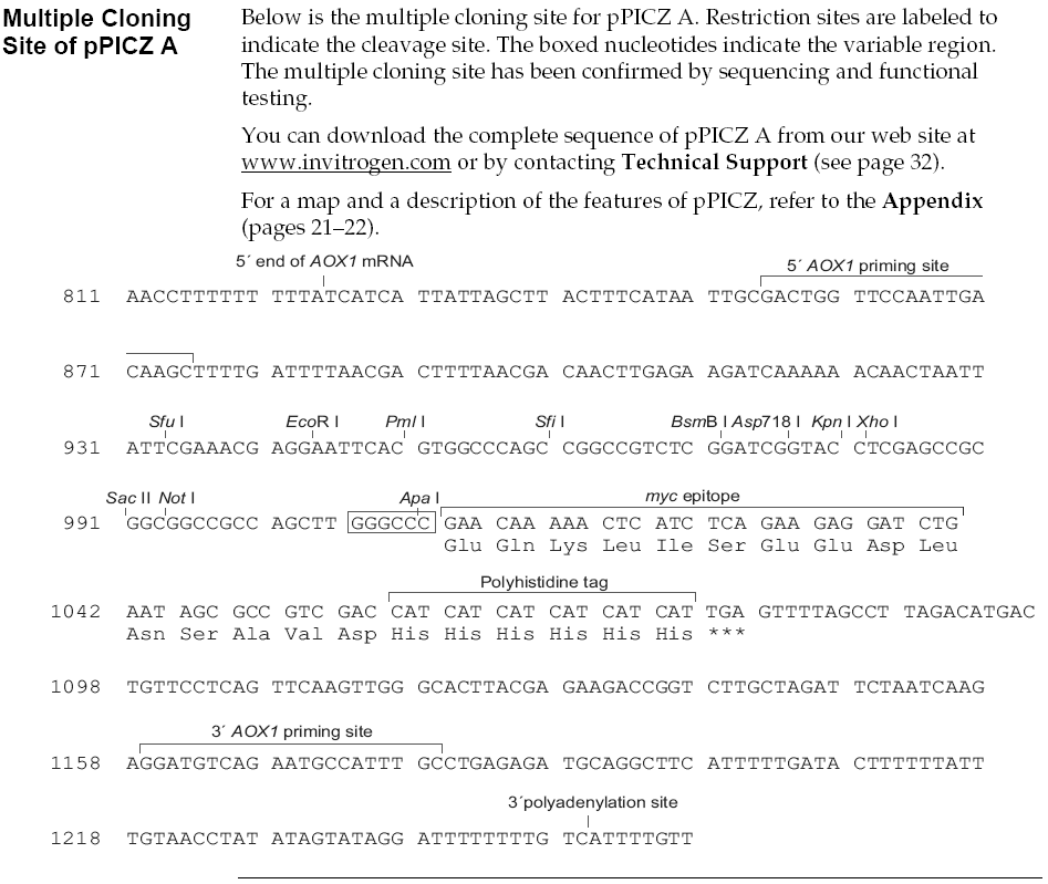 pPICZ A多克隆位点