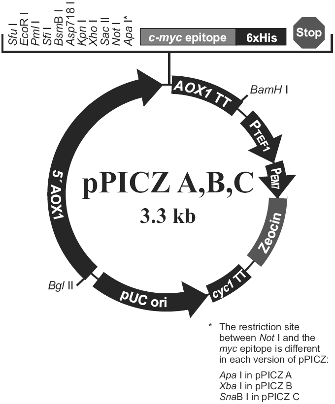 pPICZ B载体图谱