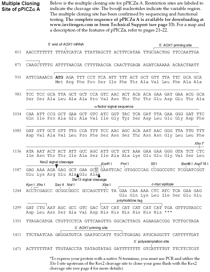 pPICZalpha A多克隆位点