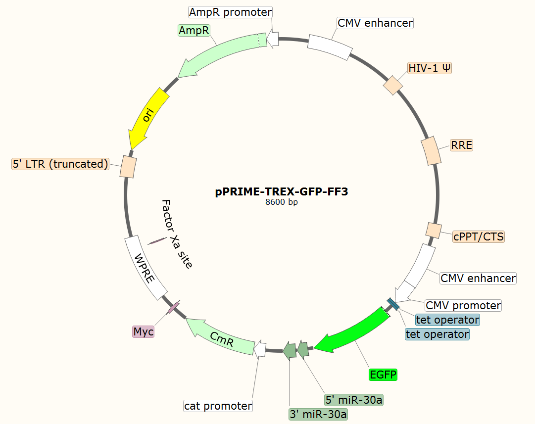 pPRIME-TREX-GFP-FF3载体图谱