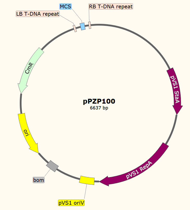 pPZP100载体图谱