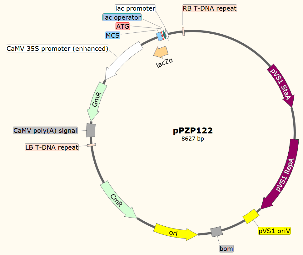 pPZP122载体图谱