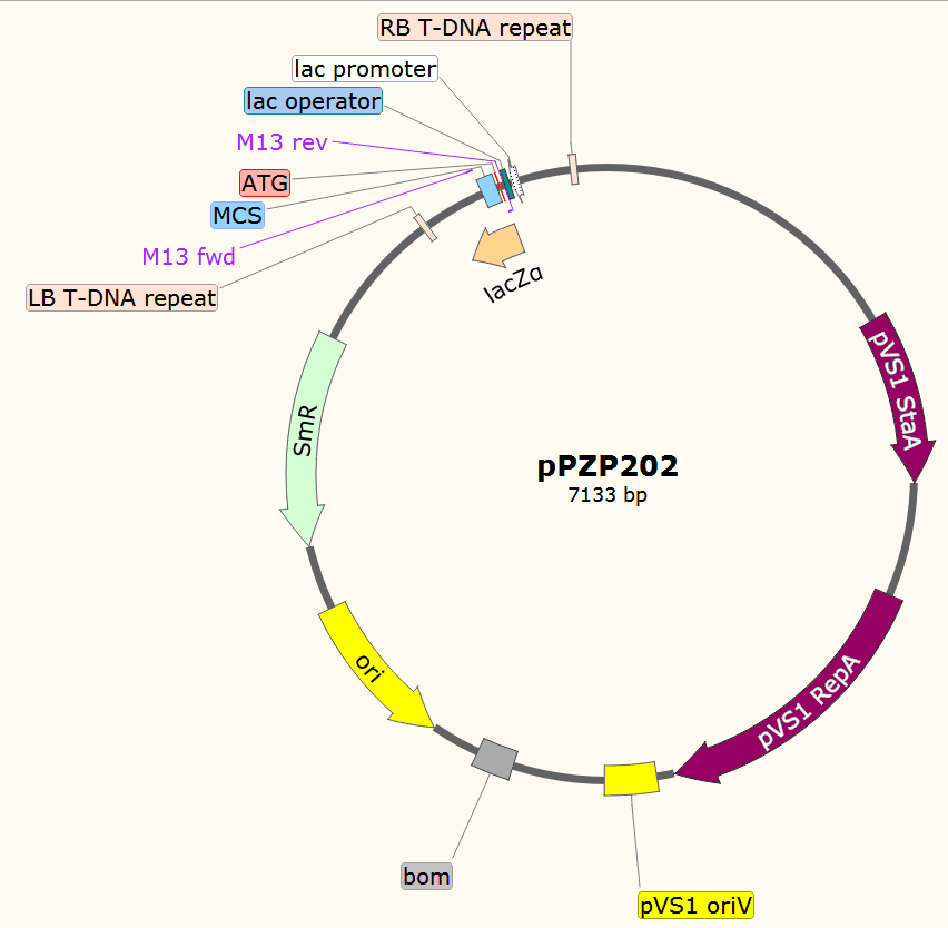 pPZP202载体图谱