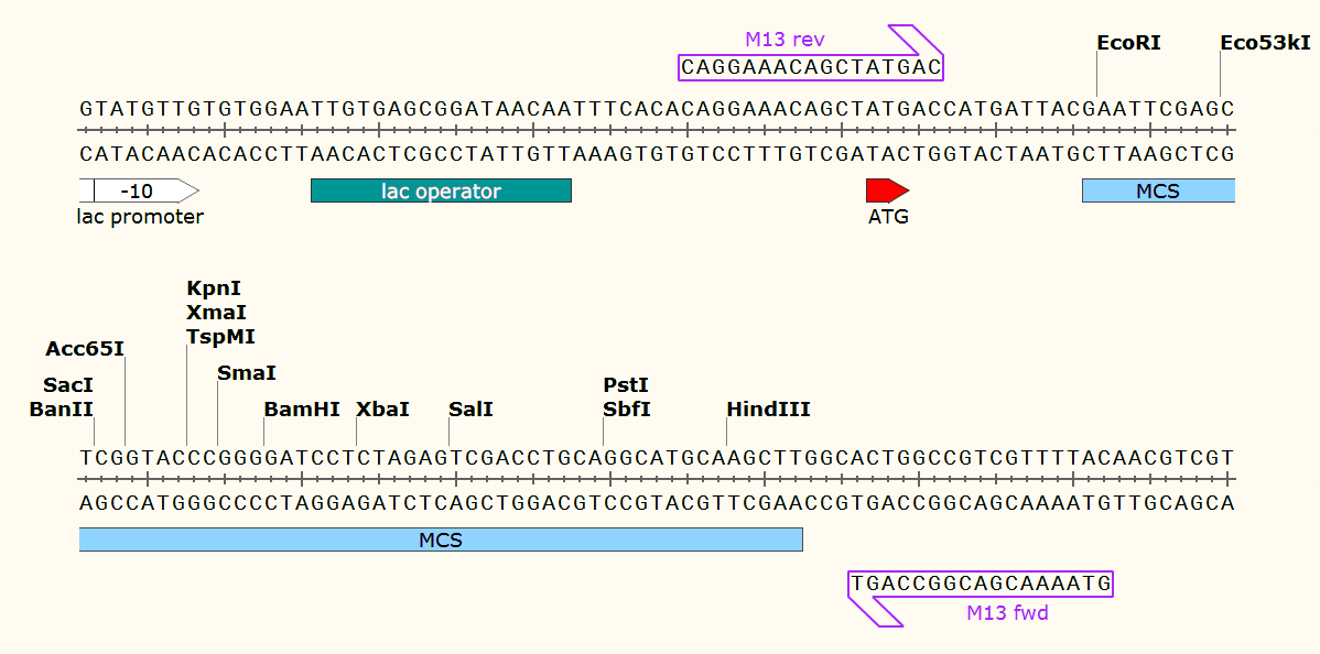 pPZP221 多克隆位点