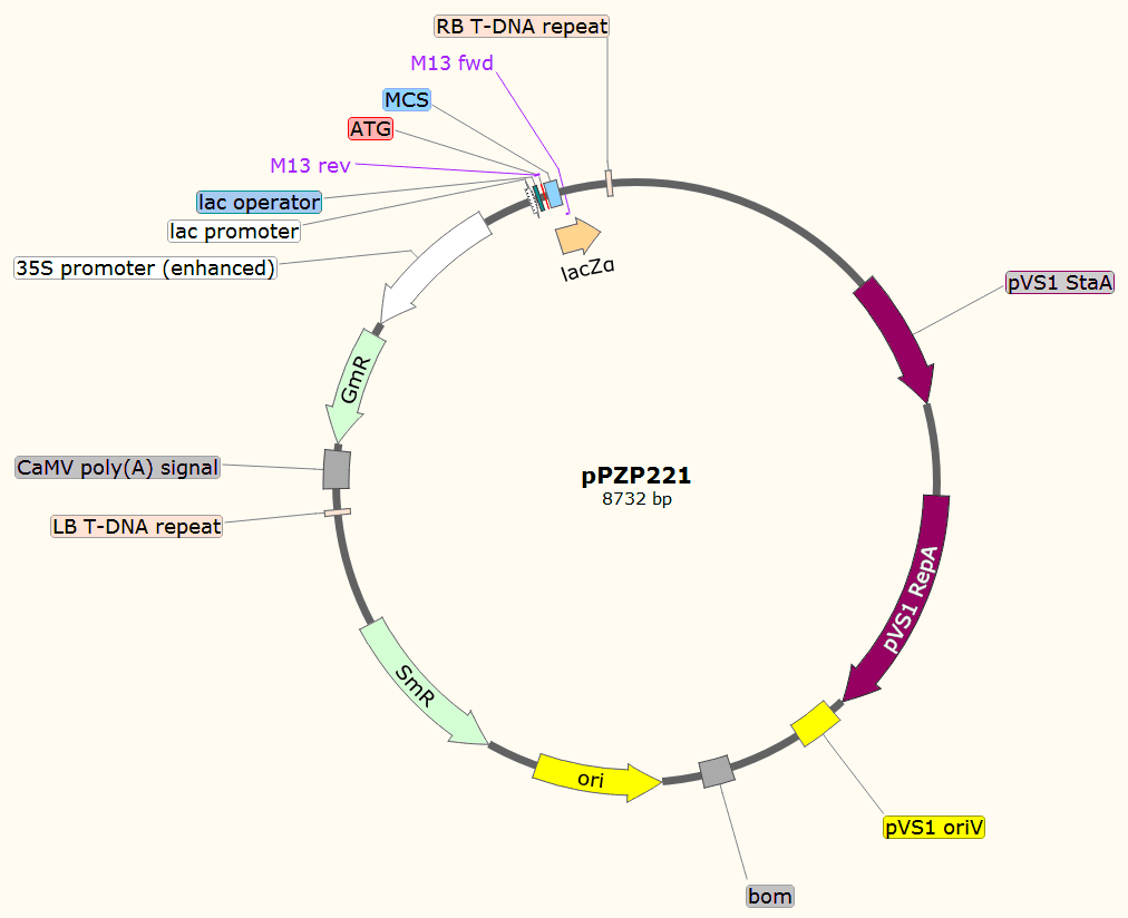 pPZP221载体图谱