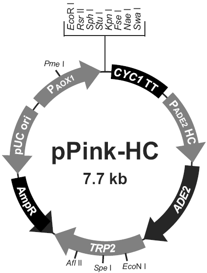 pPink-HC载体图谱