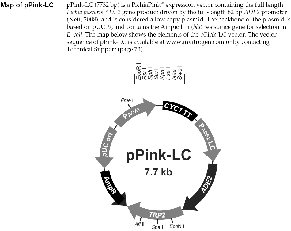 pPink-LC载体图谱