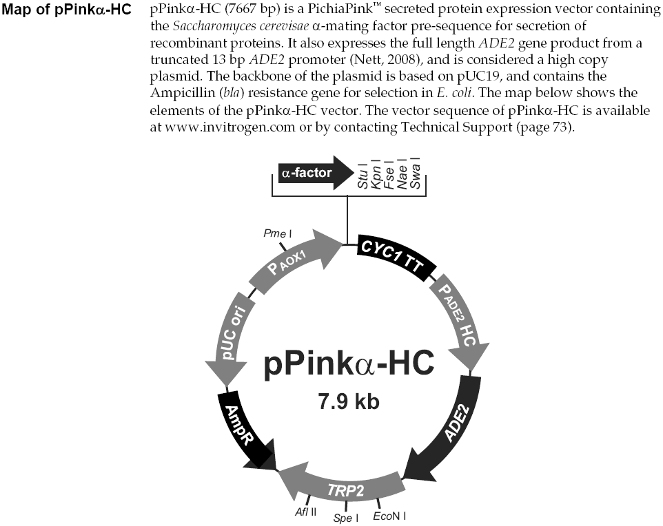 pPinkalpha-HC载体图谱