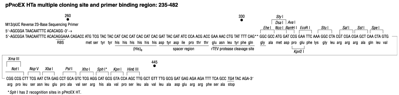 pProEX HTa多克隆位点