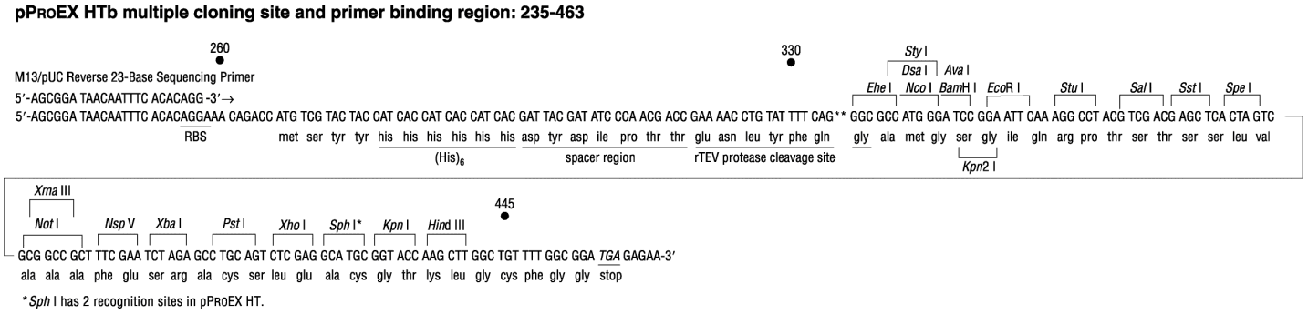 pProEX HTb多克隆位点