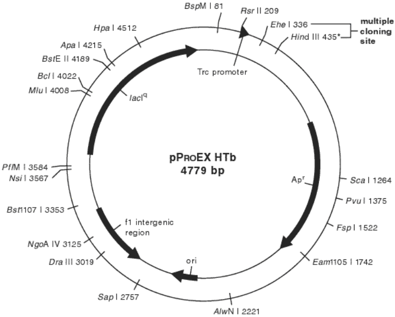 pProEX HTb載體圖譜