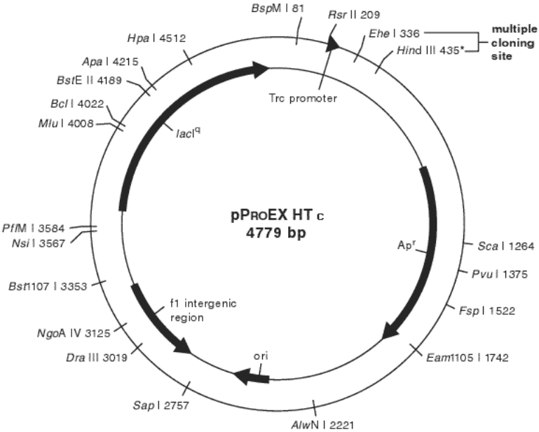 pProEX HTc载体图谱