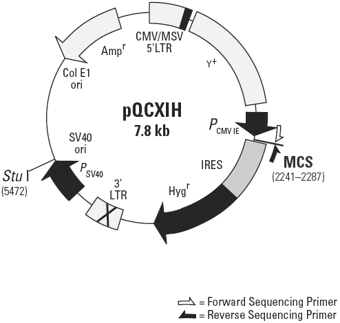 pQCXIH载体图谱