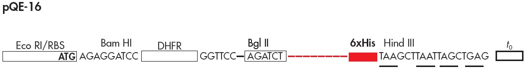 pQE-16多克隆位点
