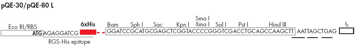 pQE-80L多克隆位点