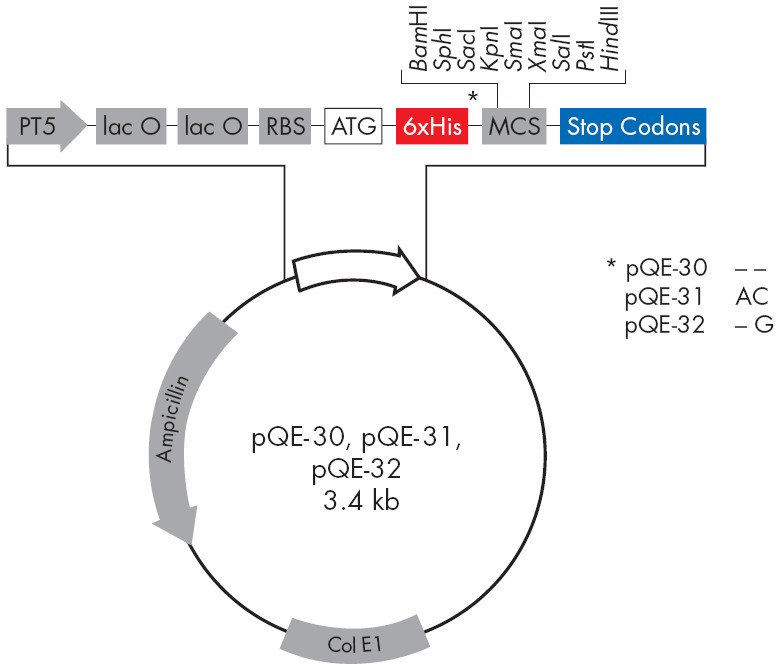 pQE-32载体图谱