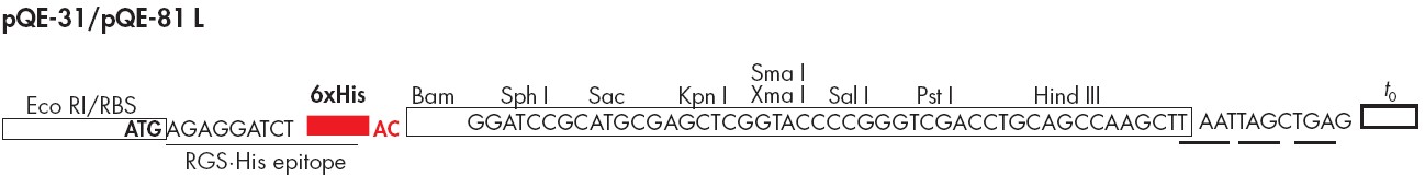 pQE-81L多克隆位点