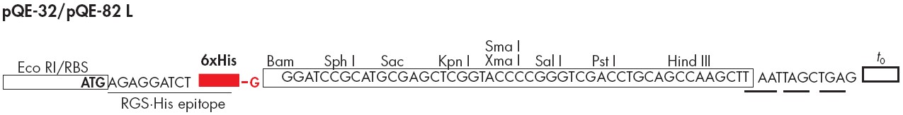 pQE-82L多克隆位点