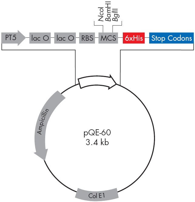 pQE-60载体图谱