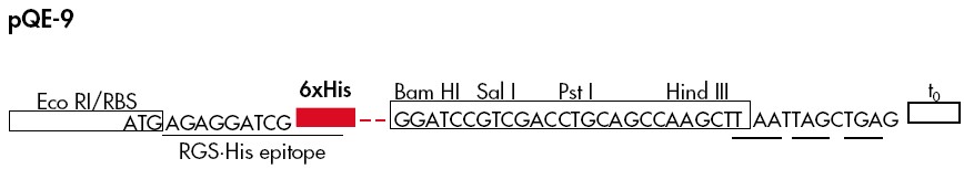 pQE-9多克隆位点