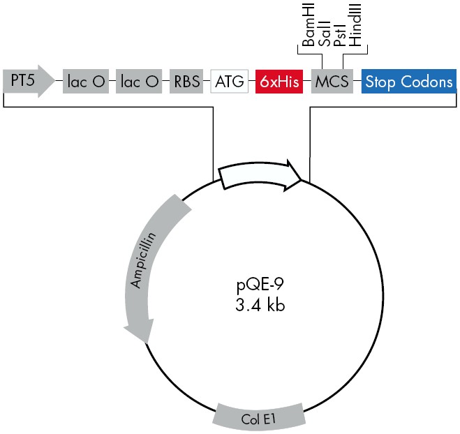pQE-9载体图谱