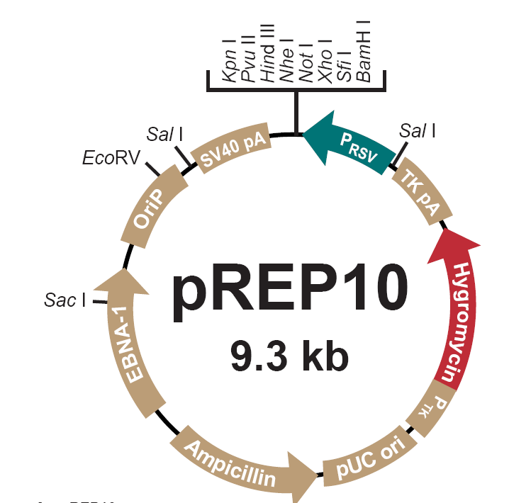 pREP10載體圖譜