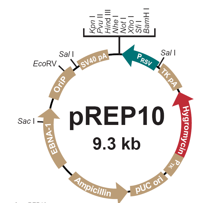 pREP10载体图谱