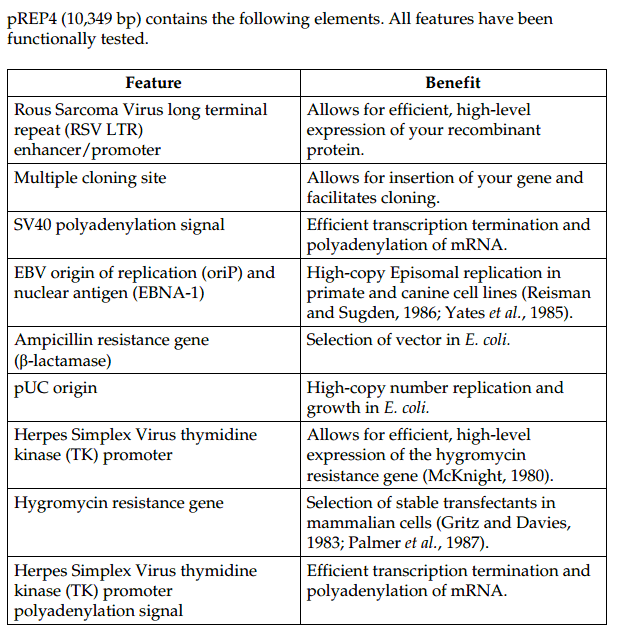 pREP4 载体特征
