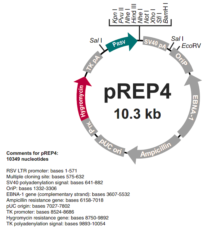 pREP4載體圖譜