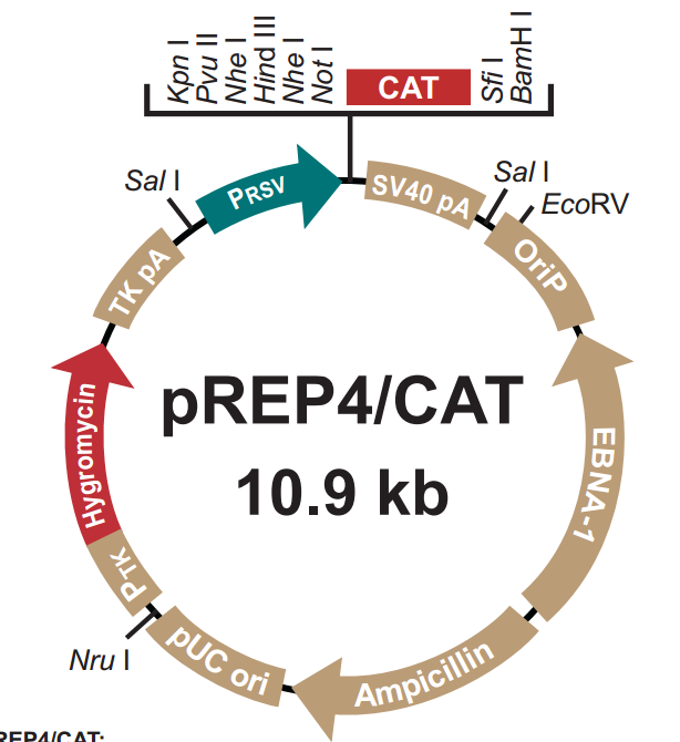pREP4/CAT载体图谱