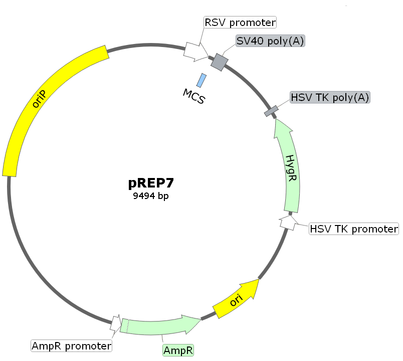 pREP7載體圖譜