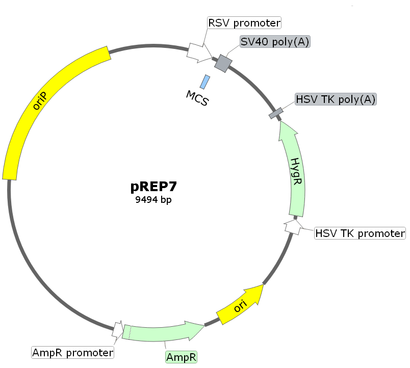 pREP7载体图谱