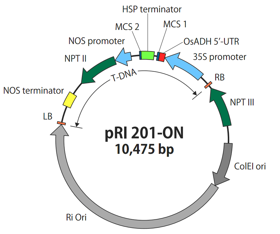 pRI201-ON载体图谱