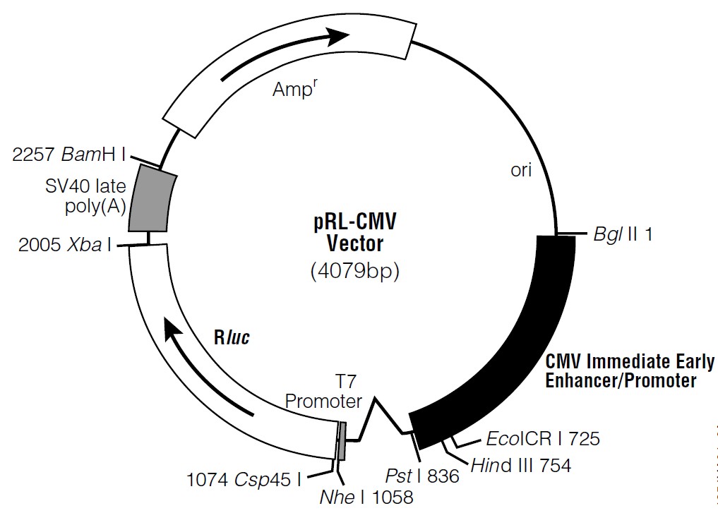 pRL-CMV