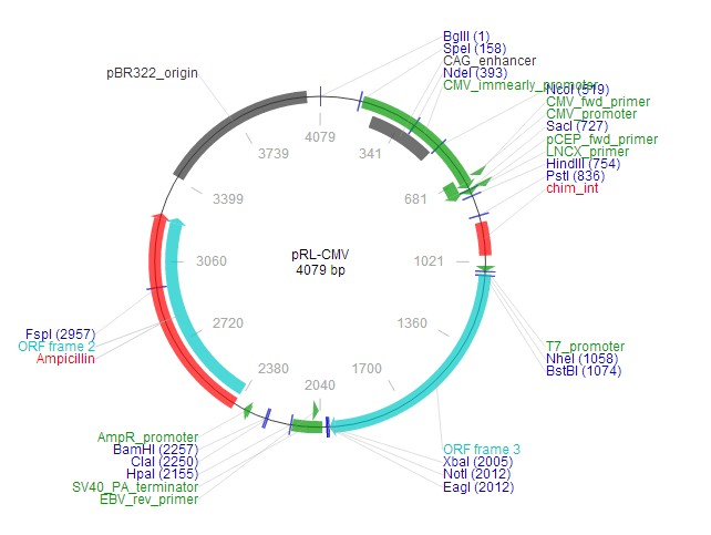 pRL-CMV