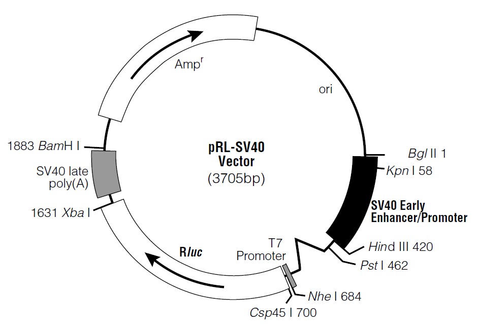 pRL-SV40載體圖譜