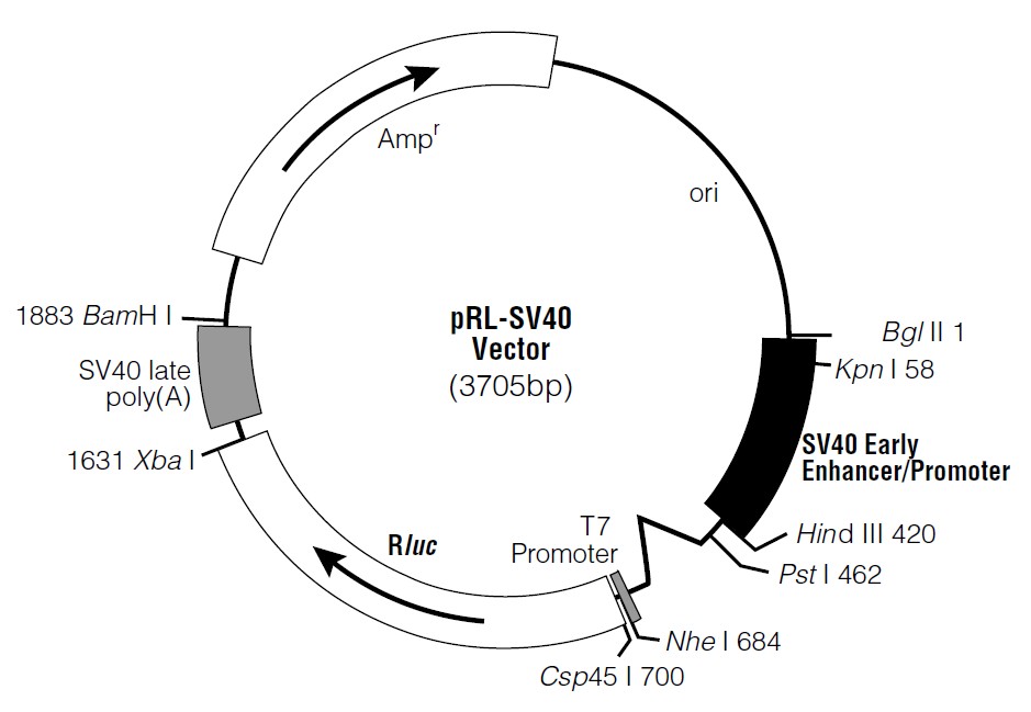 pRL-SV40载体图谱