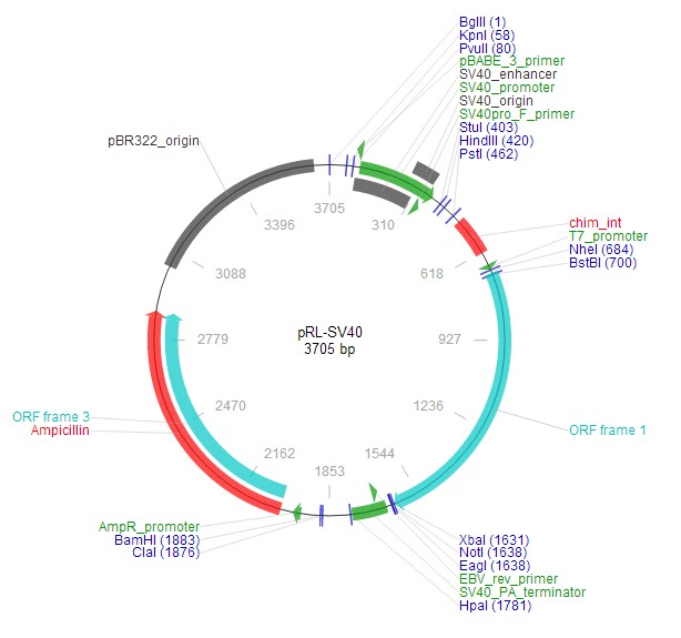 pRL-SV40载体图谱2