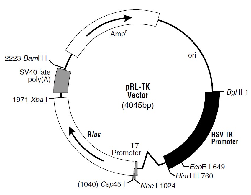 pRL-TK载体图谱