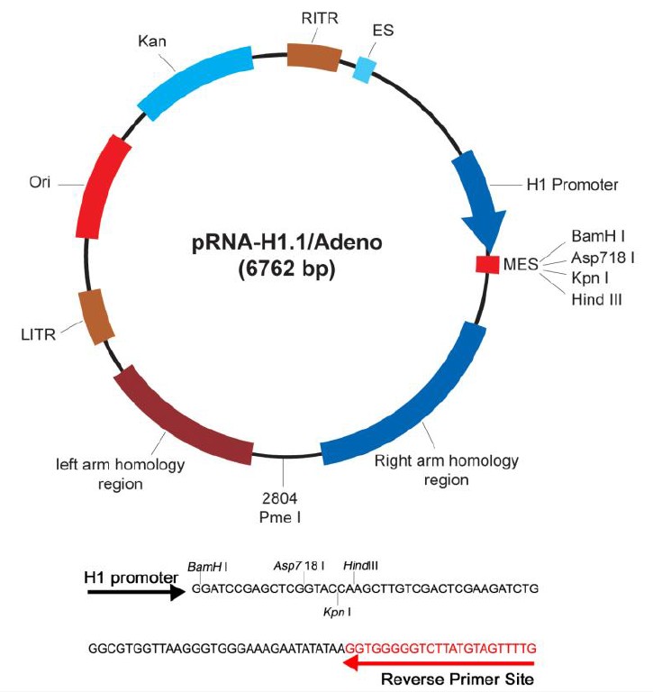 pRNA-H1.1/Adeno載體圖譜