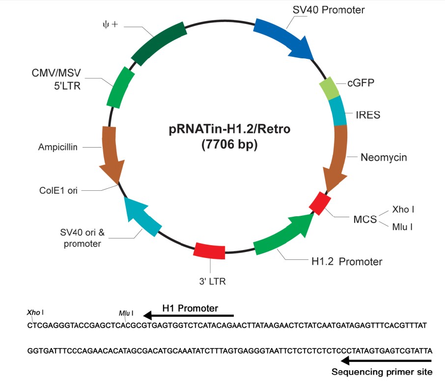 pRNATin-H1.2/Retro载体图谱